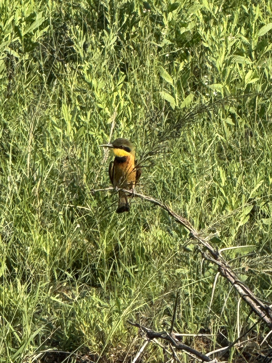 Abejaruco Chico - ML646926947