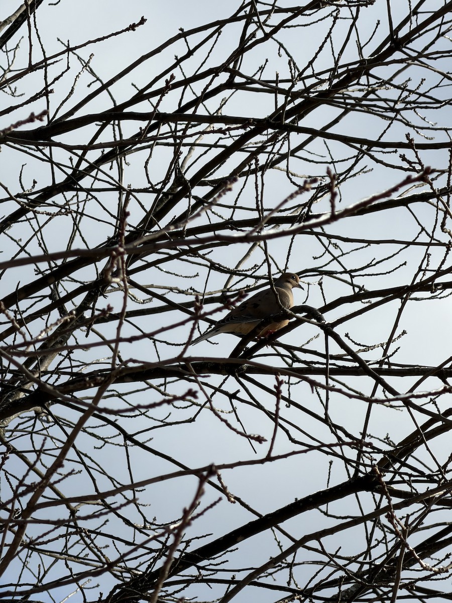 Mourning Dove - ML646926949