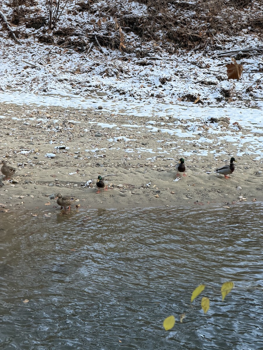 Mallard - ML646926966