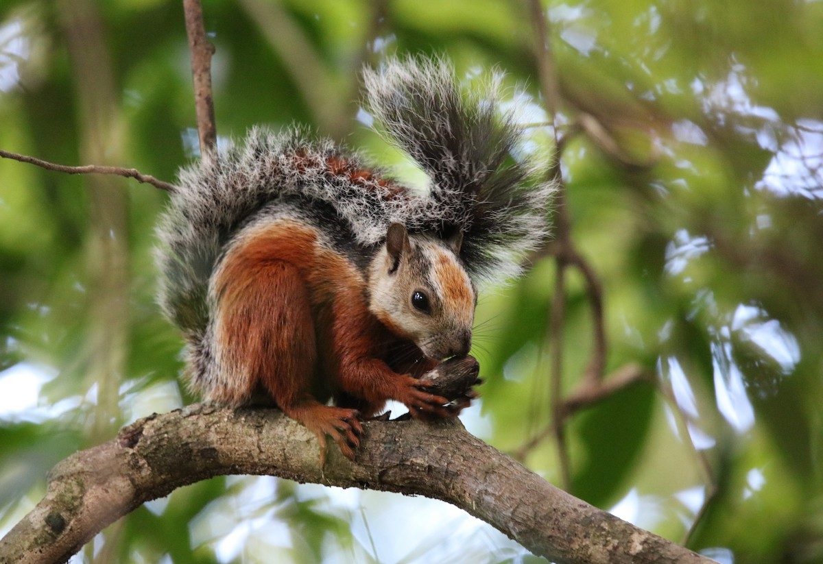 Variegated Squirrel - ML646926971