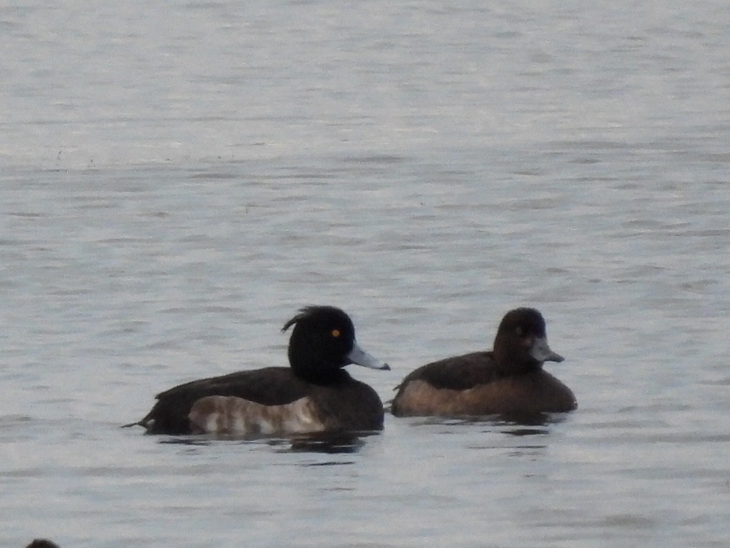Tufted Duck - ML646926976
