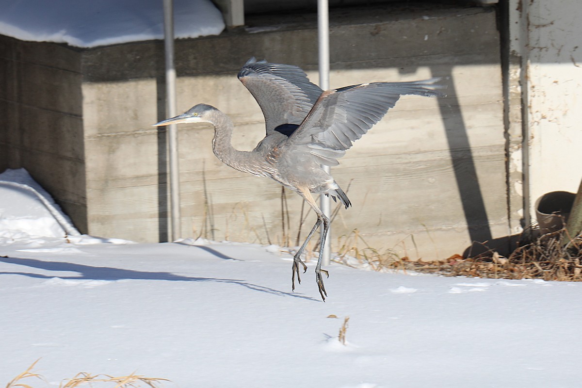 Koartza hauskara amerikarra - ML646926979