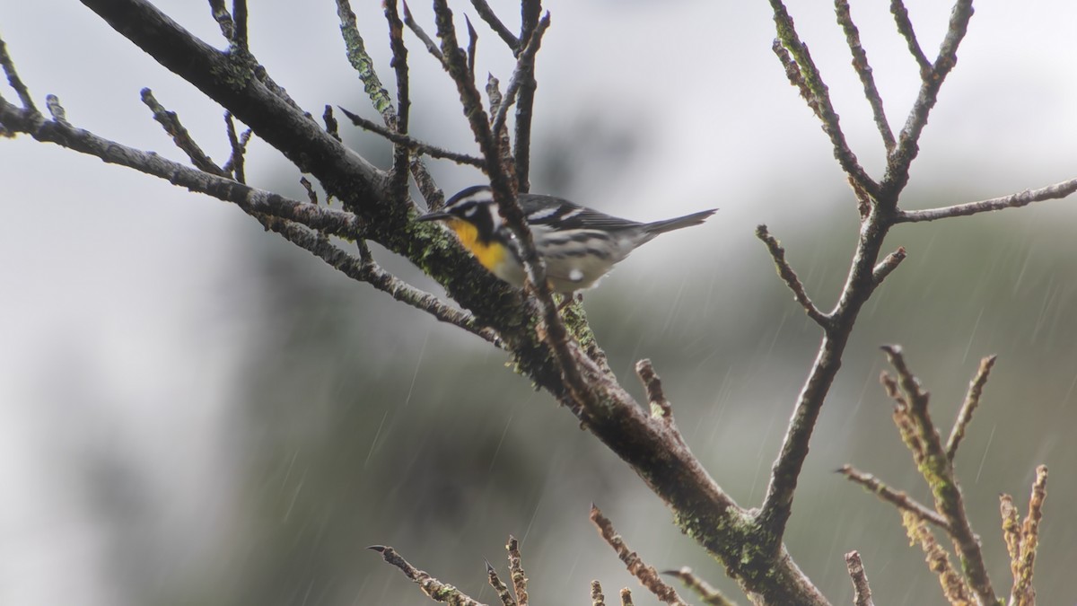 Yellow-throated Warbler - ML646926981
