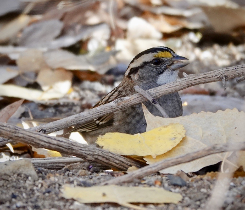 Bruant à gorge blanche - ML646926990