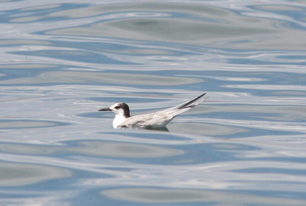 Common Tern - ML646926992