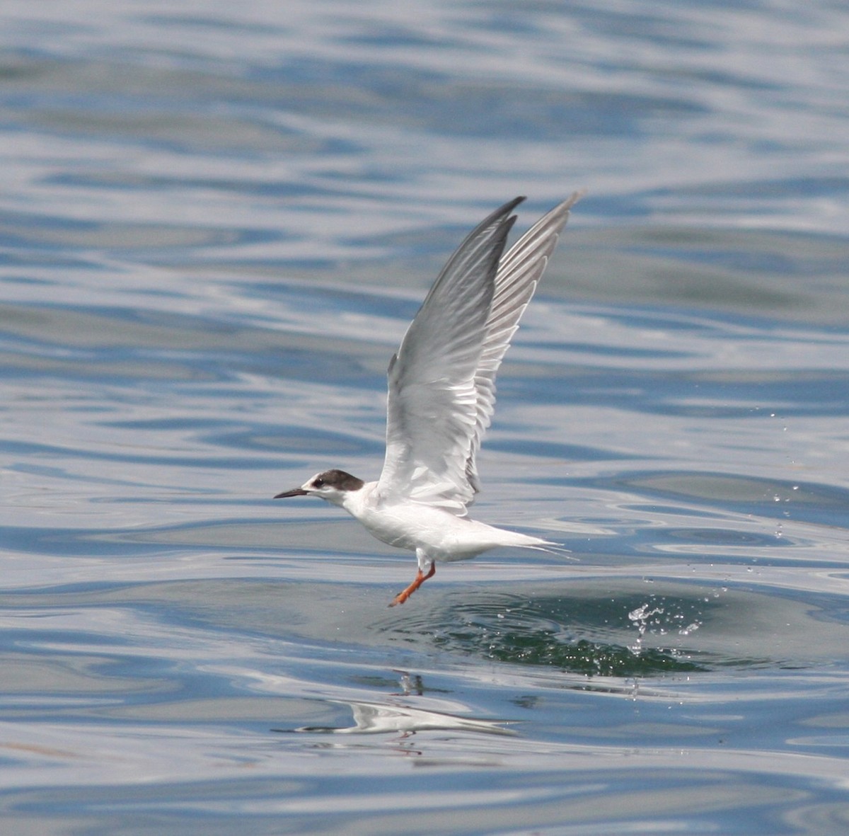 Common Tern - ML646926993