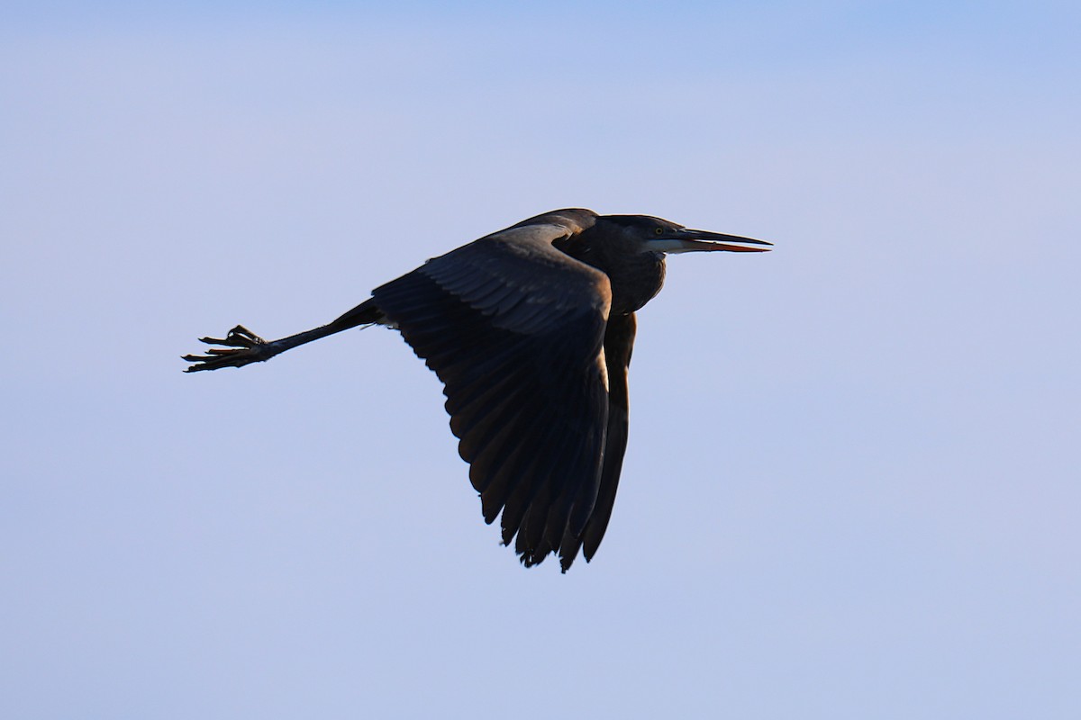 Koartza hauskara amerikarra - ML646926994