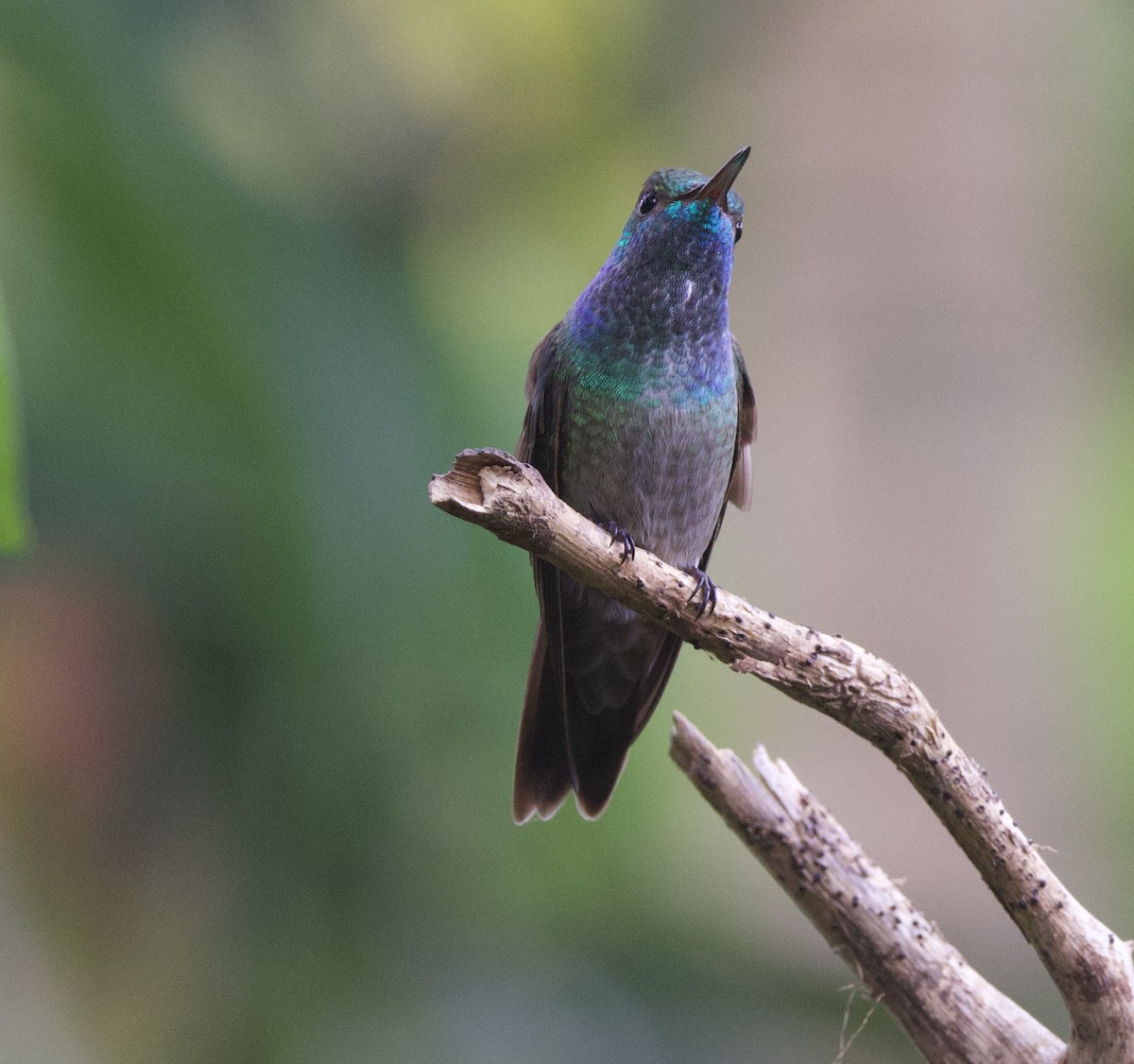 Versicolored Emerald - ML646926996