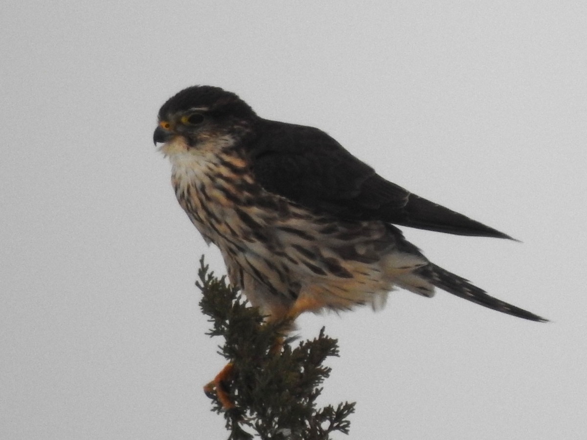 Merlin (Taiga) - ML646926997