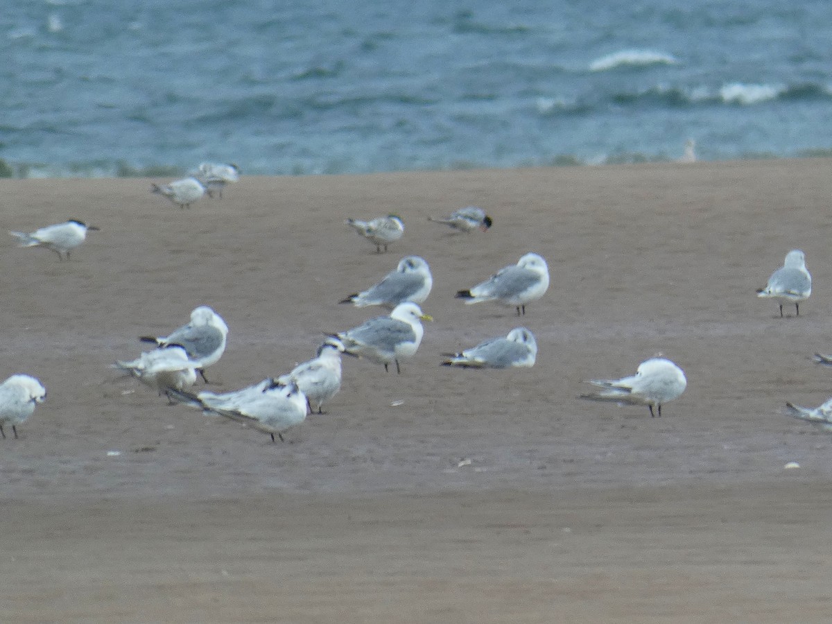 krykkje - ML646926998