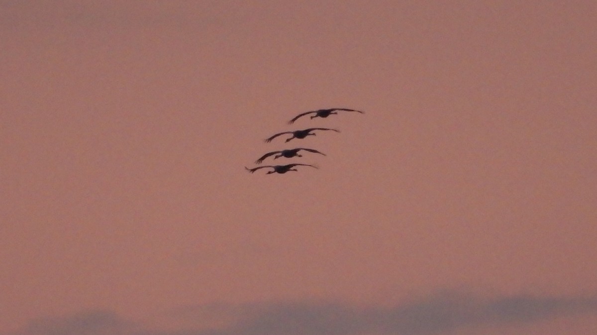 Common Crane - ML646926999