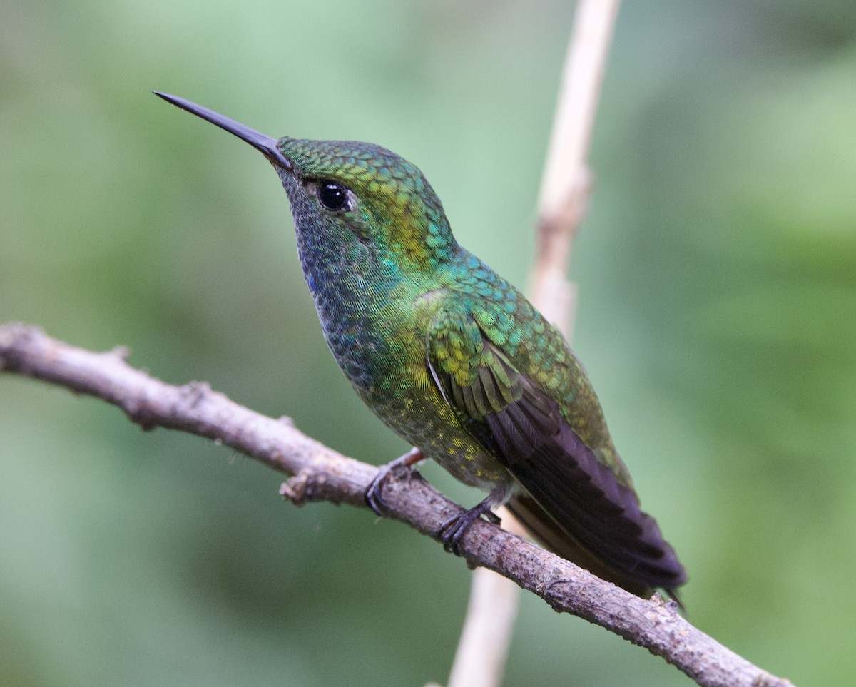 Versicolored Emerald - ML646927001