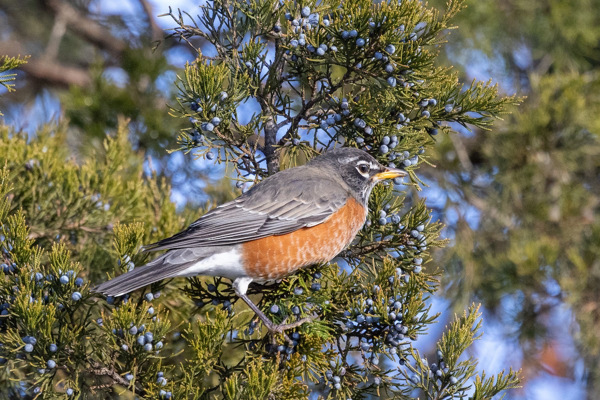 American Robin - ML646927006