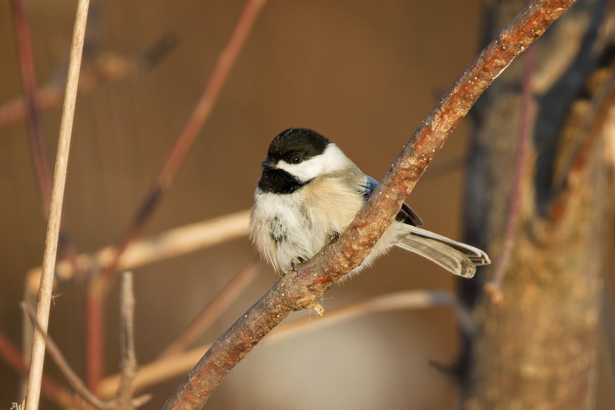 Black-capped Chickadee - ML646927024
