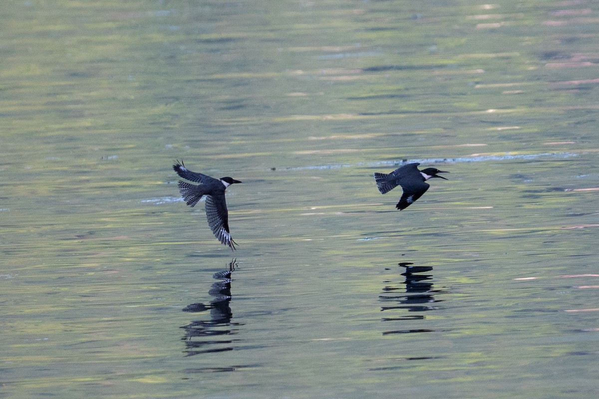 rybařík pruhoprsý - ML646927036