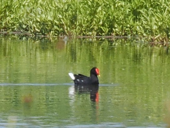 Eurasian Moorhen - ML646927039