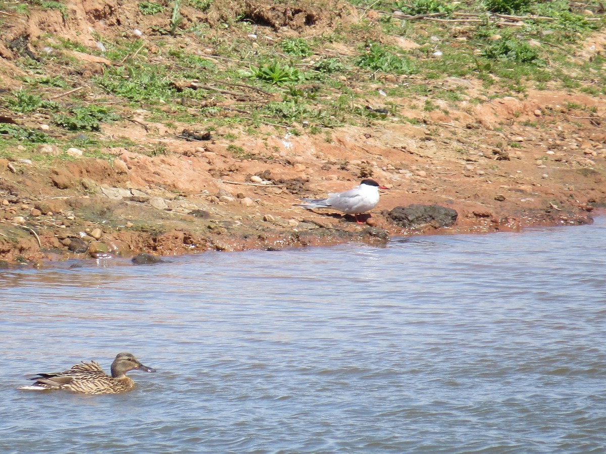 Common Tern - ML646927041