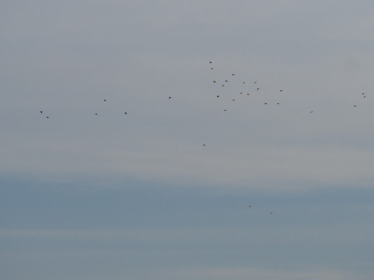 オナガミドリインコ - ML646927048