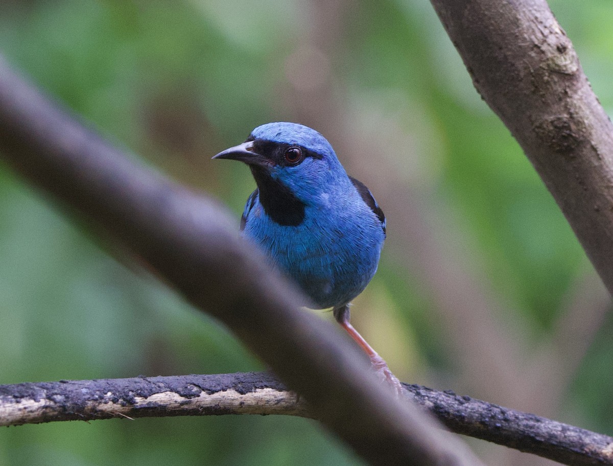 Blue Dacnis - ML646927052