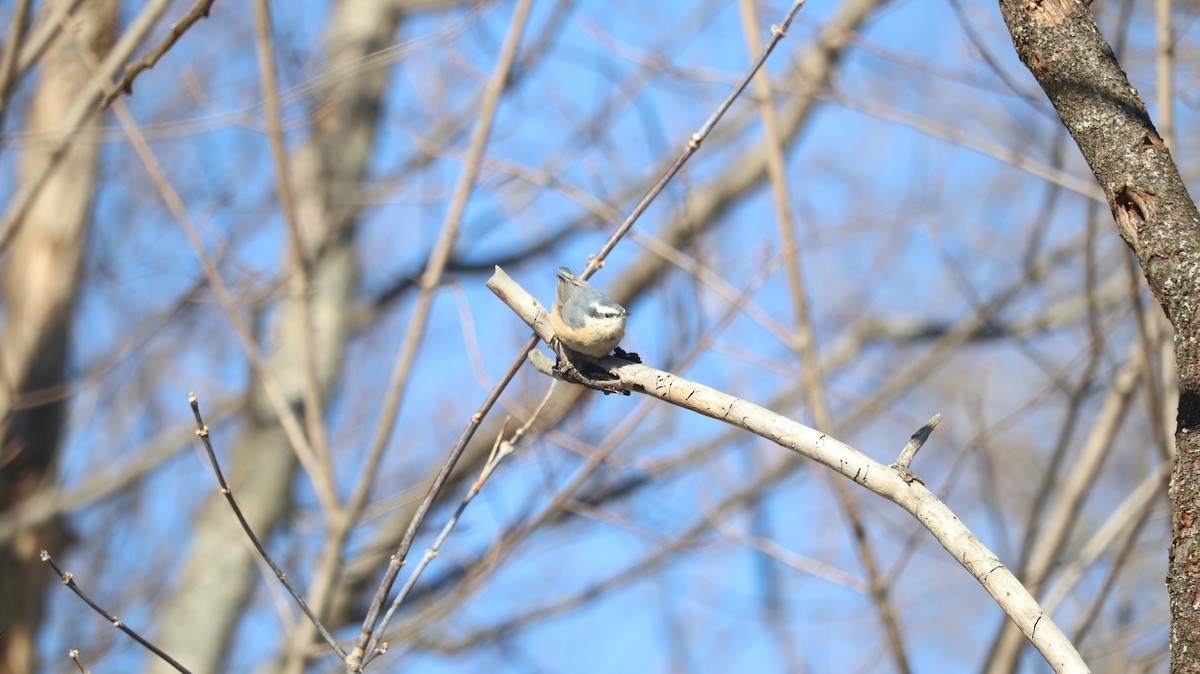 Red-breasted Nuthatch - ML646927055