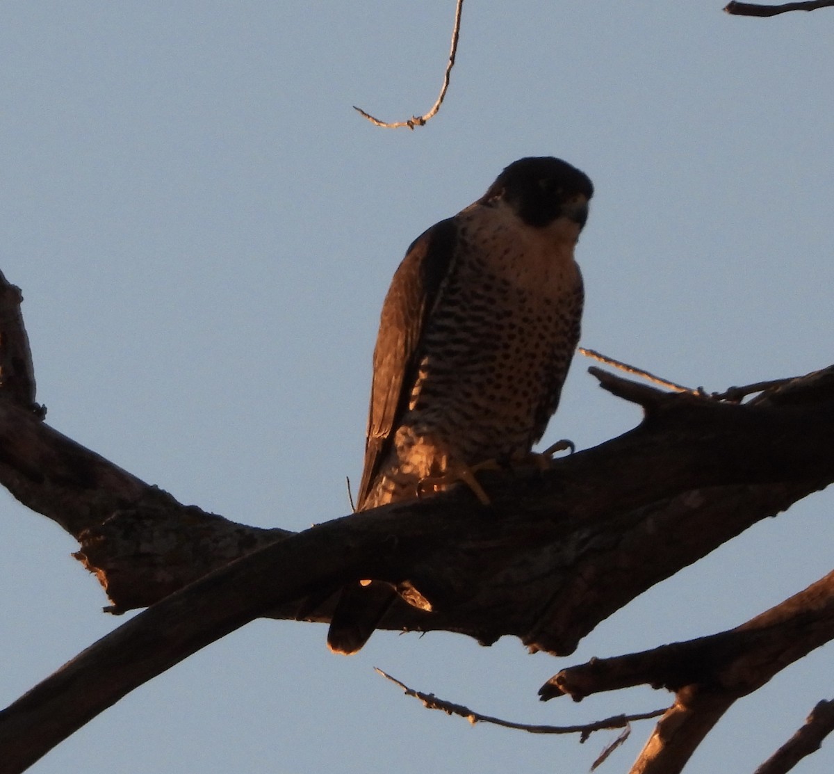 Wanderfalke - ML646927056