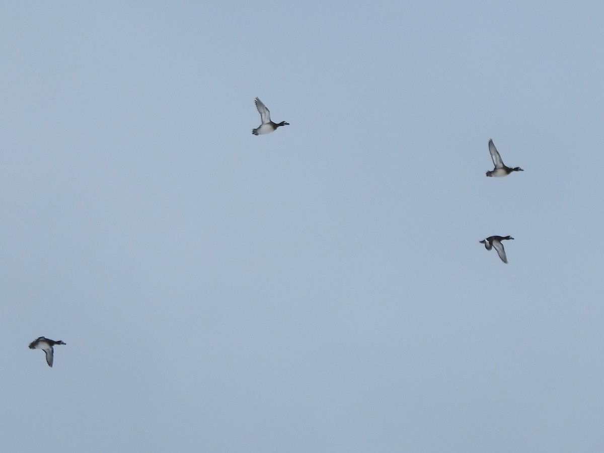 Greater Scaup - ML646927058