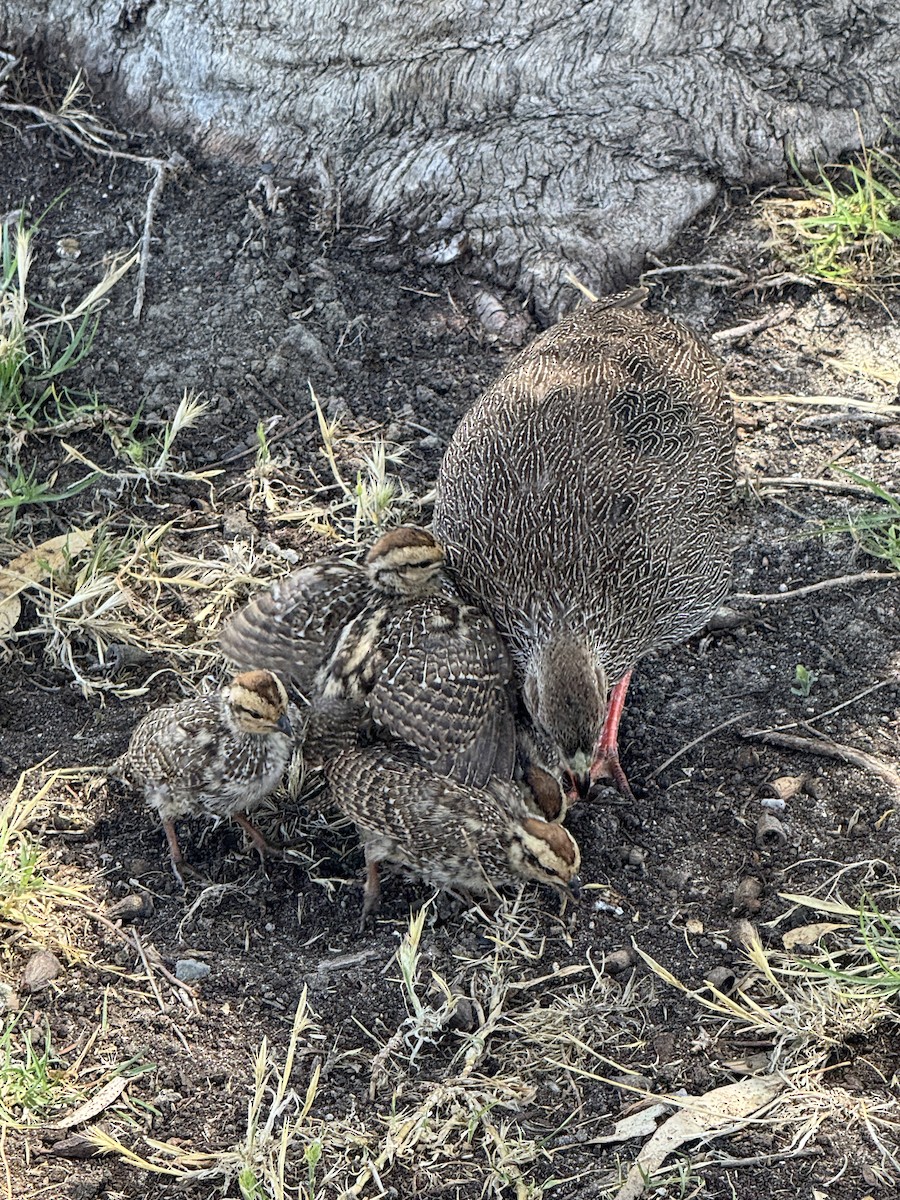 Francolín de El Cabo - ML646927059