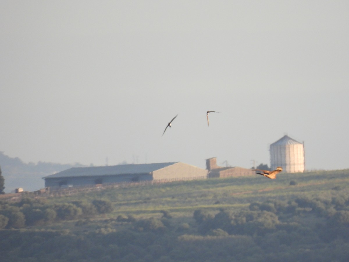 Луговой лунь - ML646927070