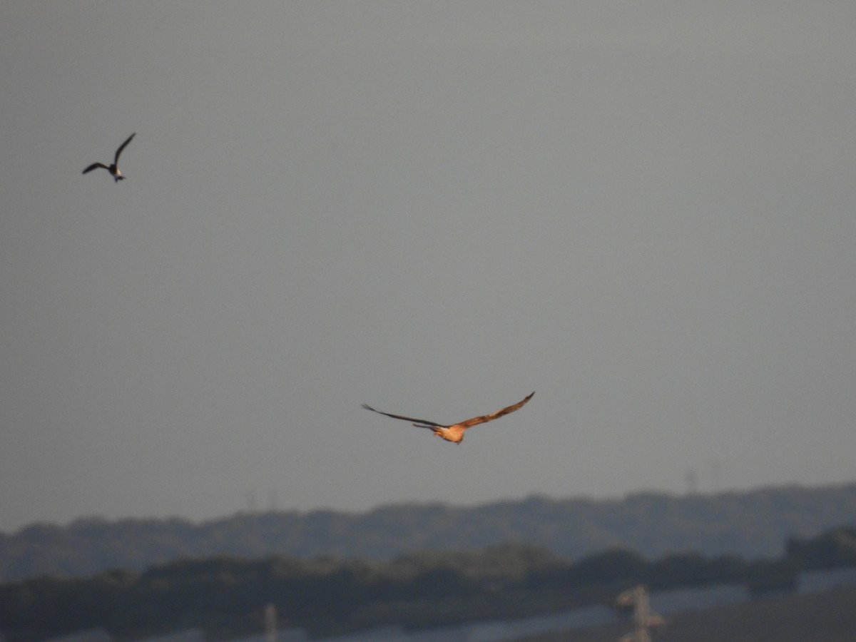 Луговой лунь - ML646927071