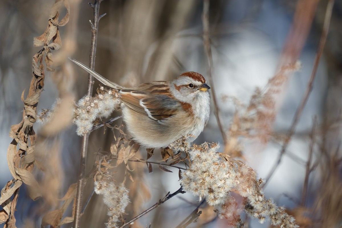 American Tree Sparrow - ML646927072