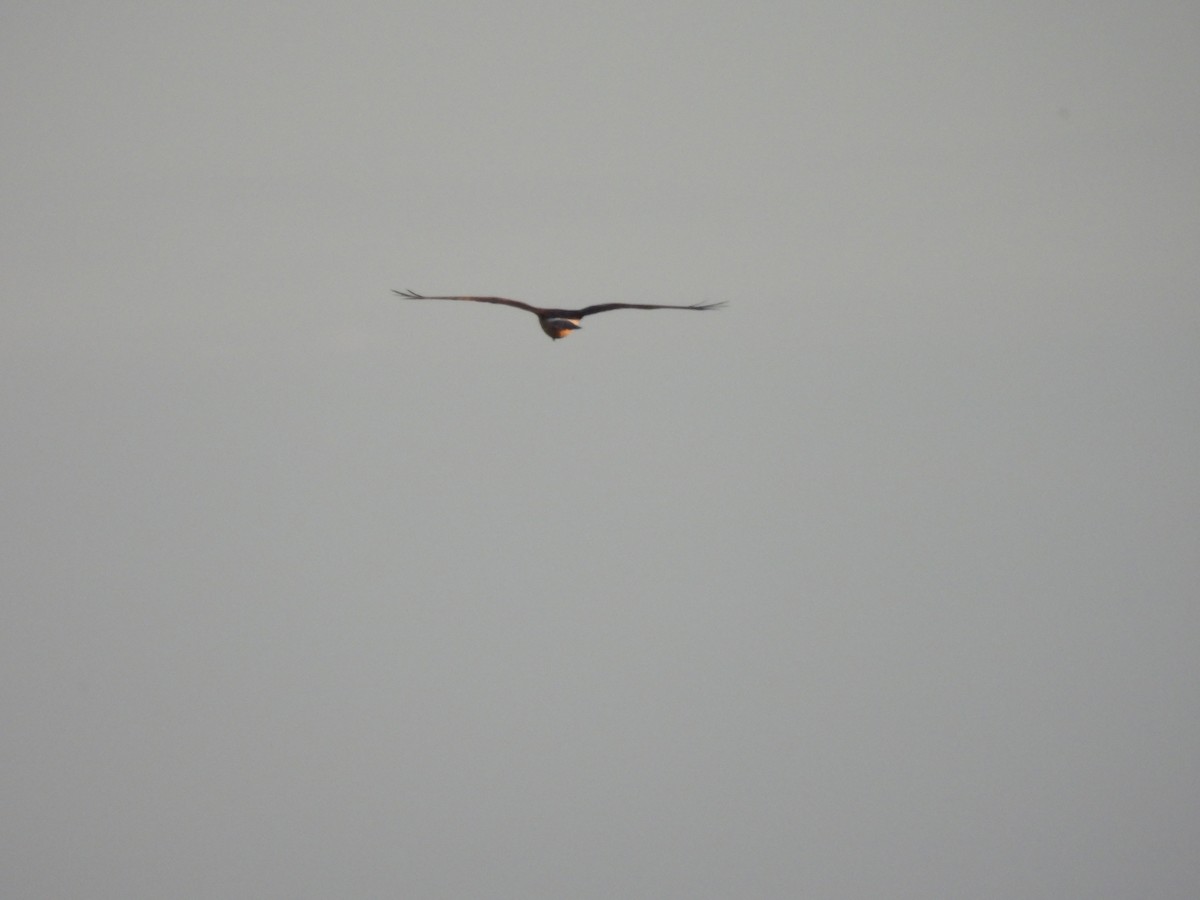 Луговой лунь - ML646927073