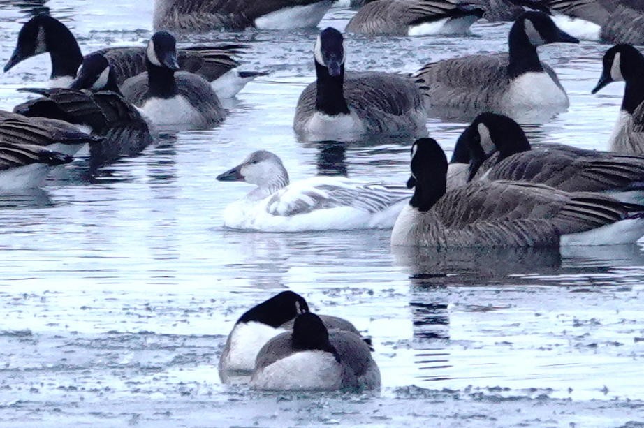 Snow Goose - ML646927074