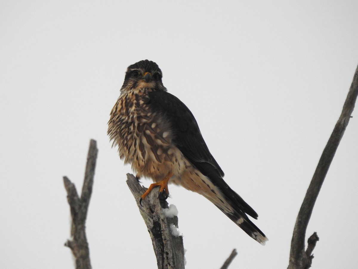 Merlin (Taiga) - ML646927077