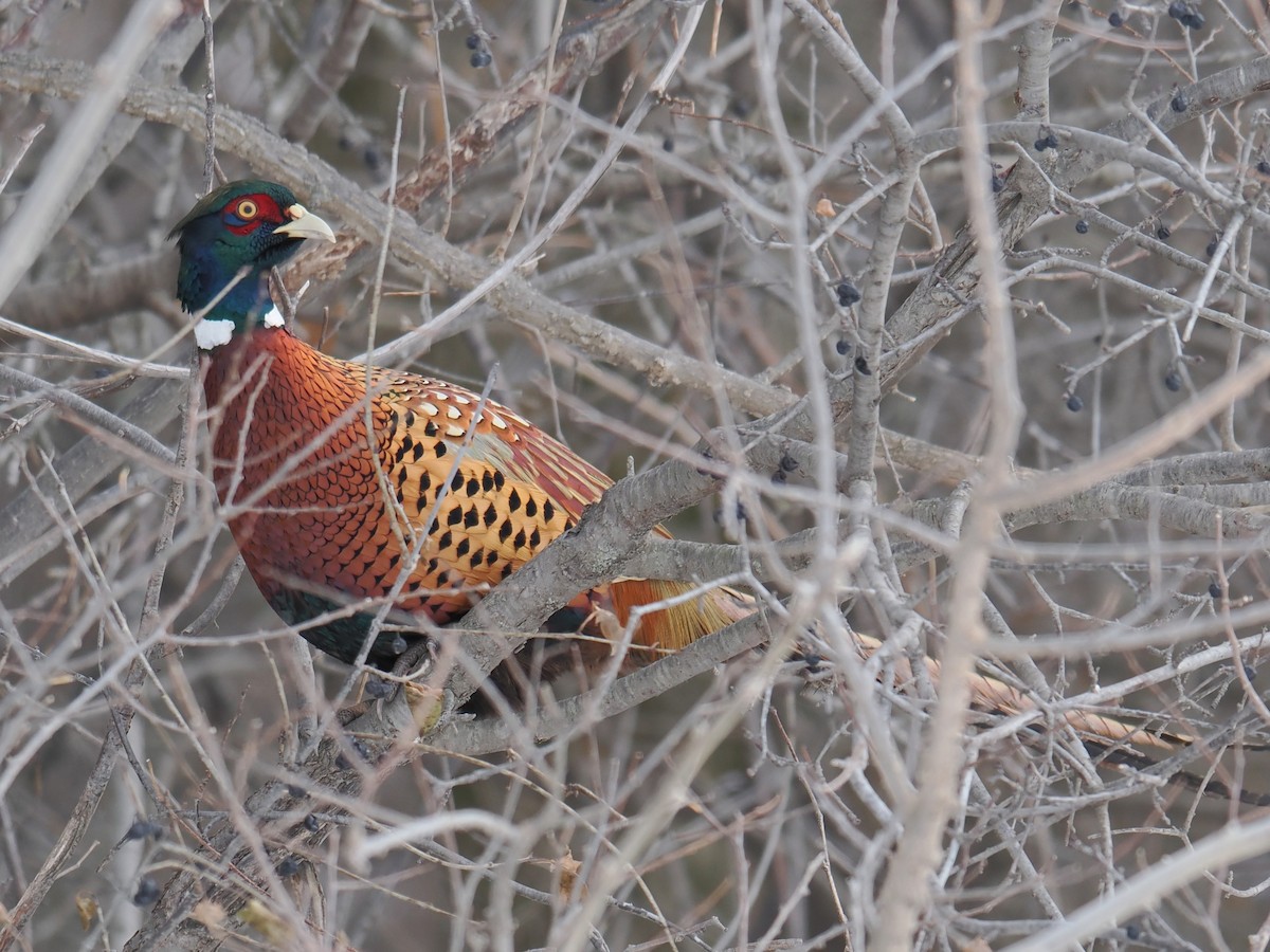 Faisán Vulgar - ML646927078