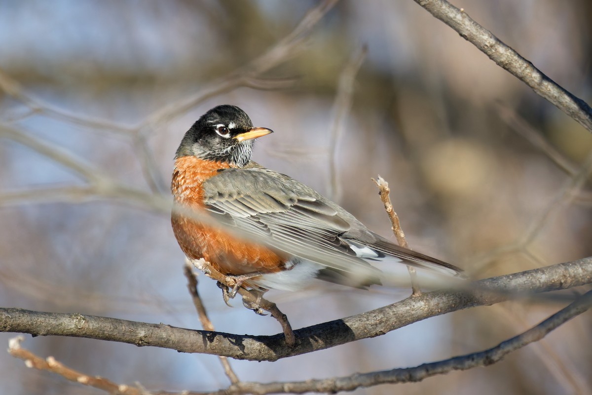 American Robin - ML646927085