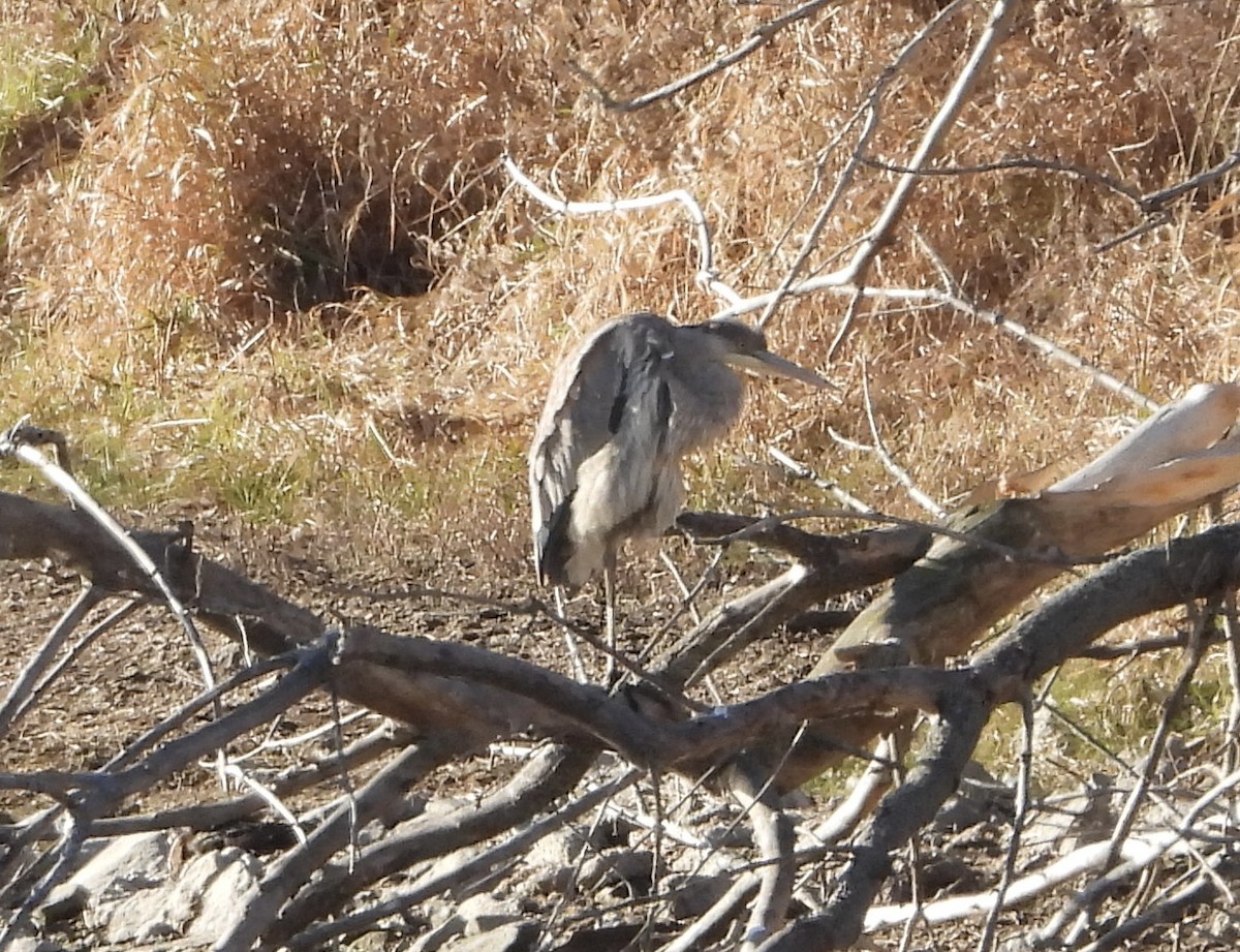 Kanadareiher - ML646927089