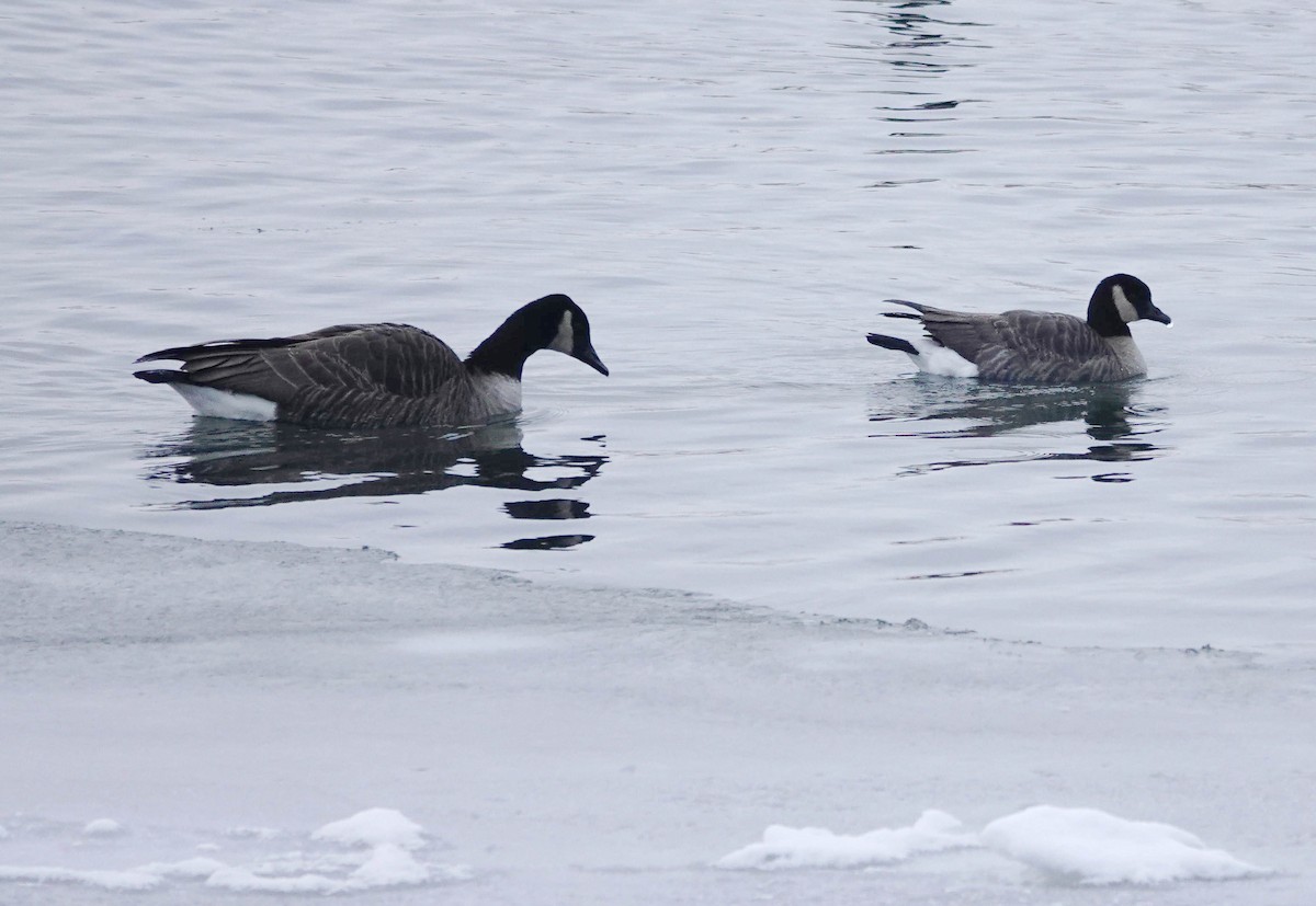 小加拿大雁 - ML646927090