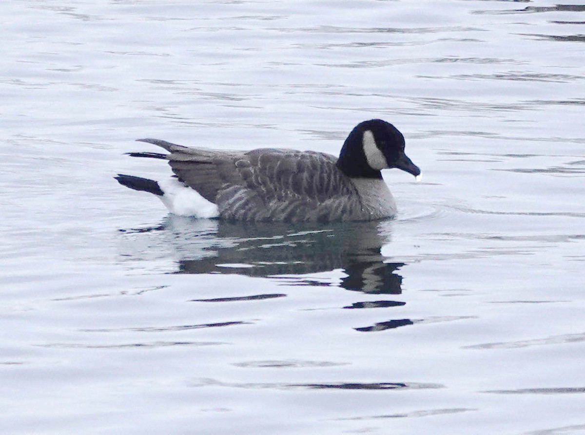 Cackling Goose - ML646927091