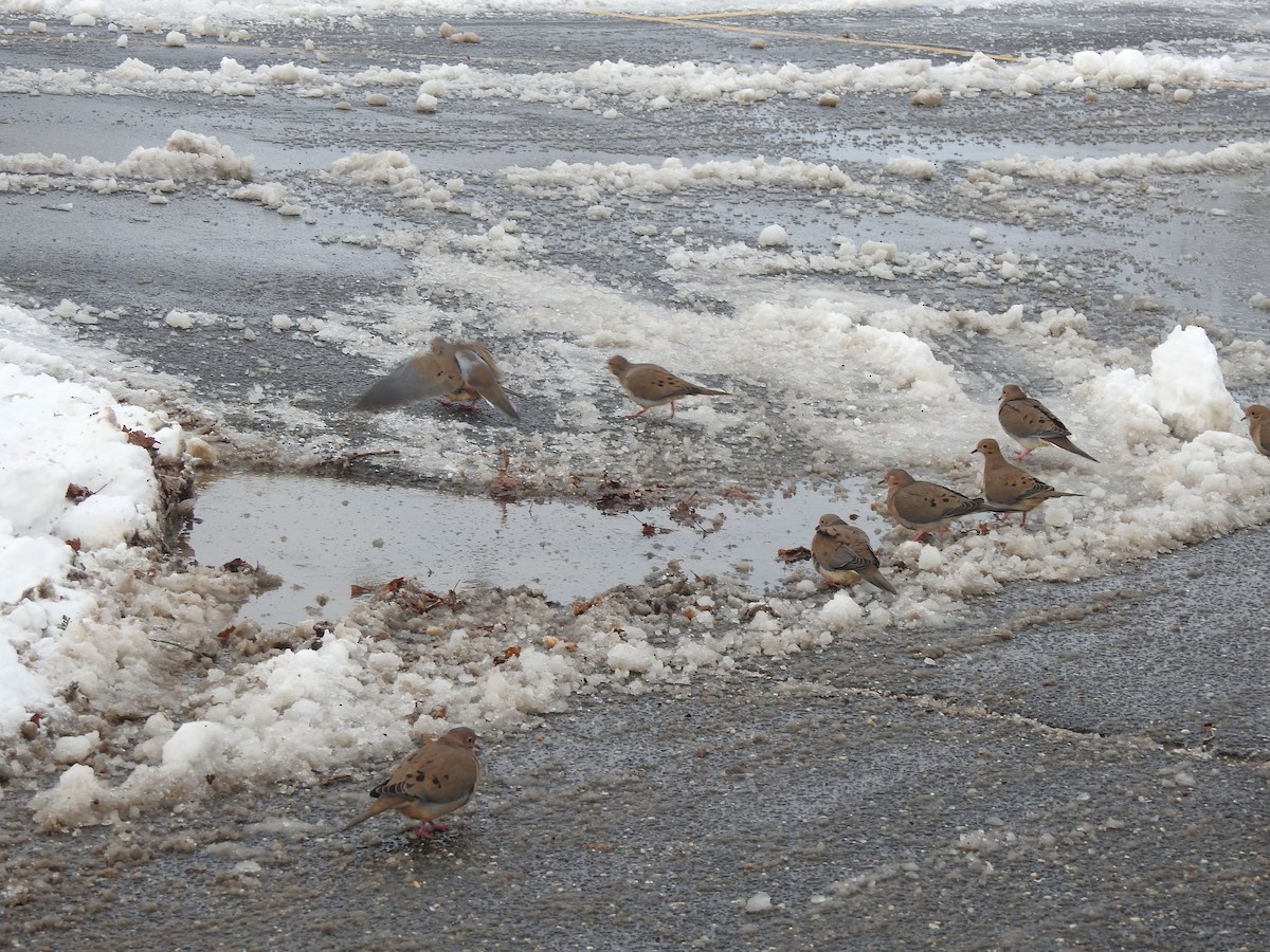 Mourning Dove - ML646927096