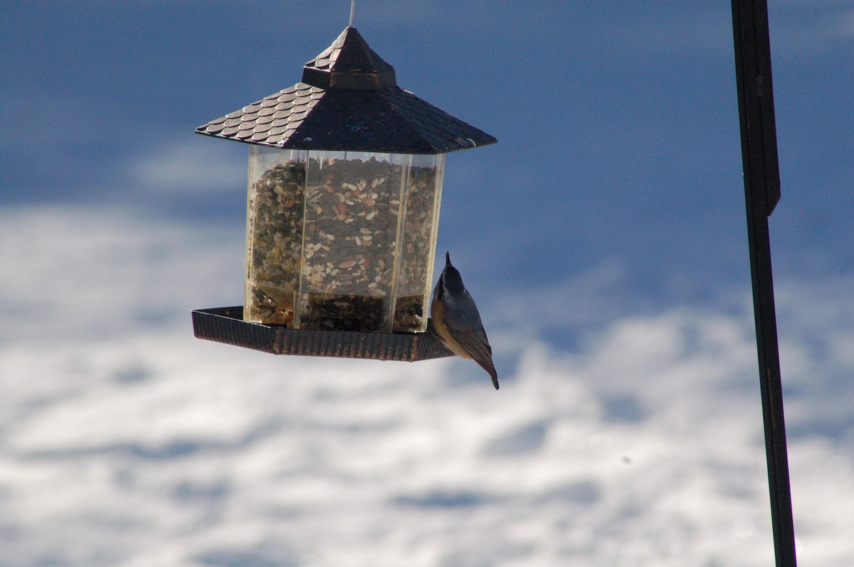 brhlík americký - ML646927103