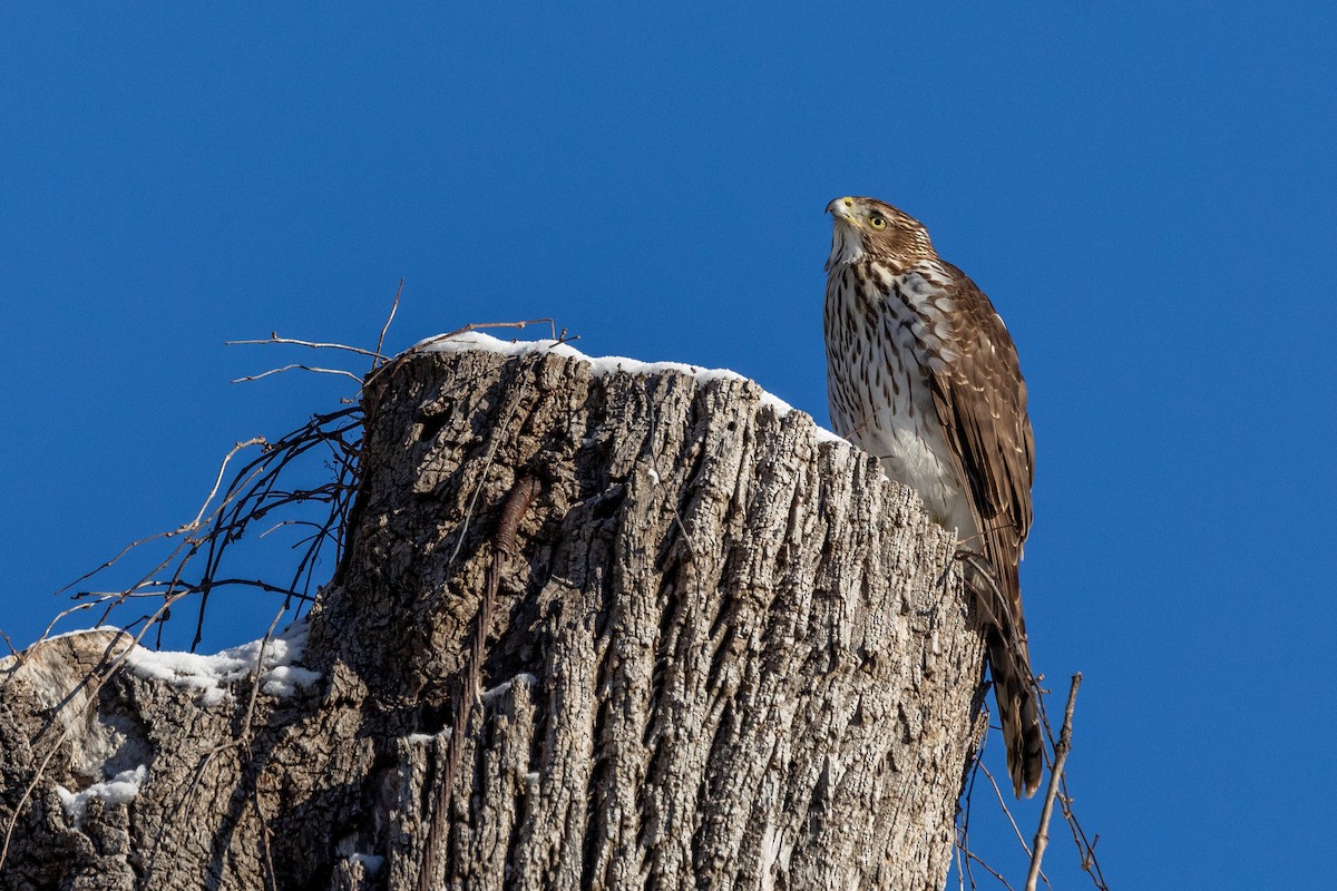 Épervier de Cooper - ML646927111