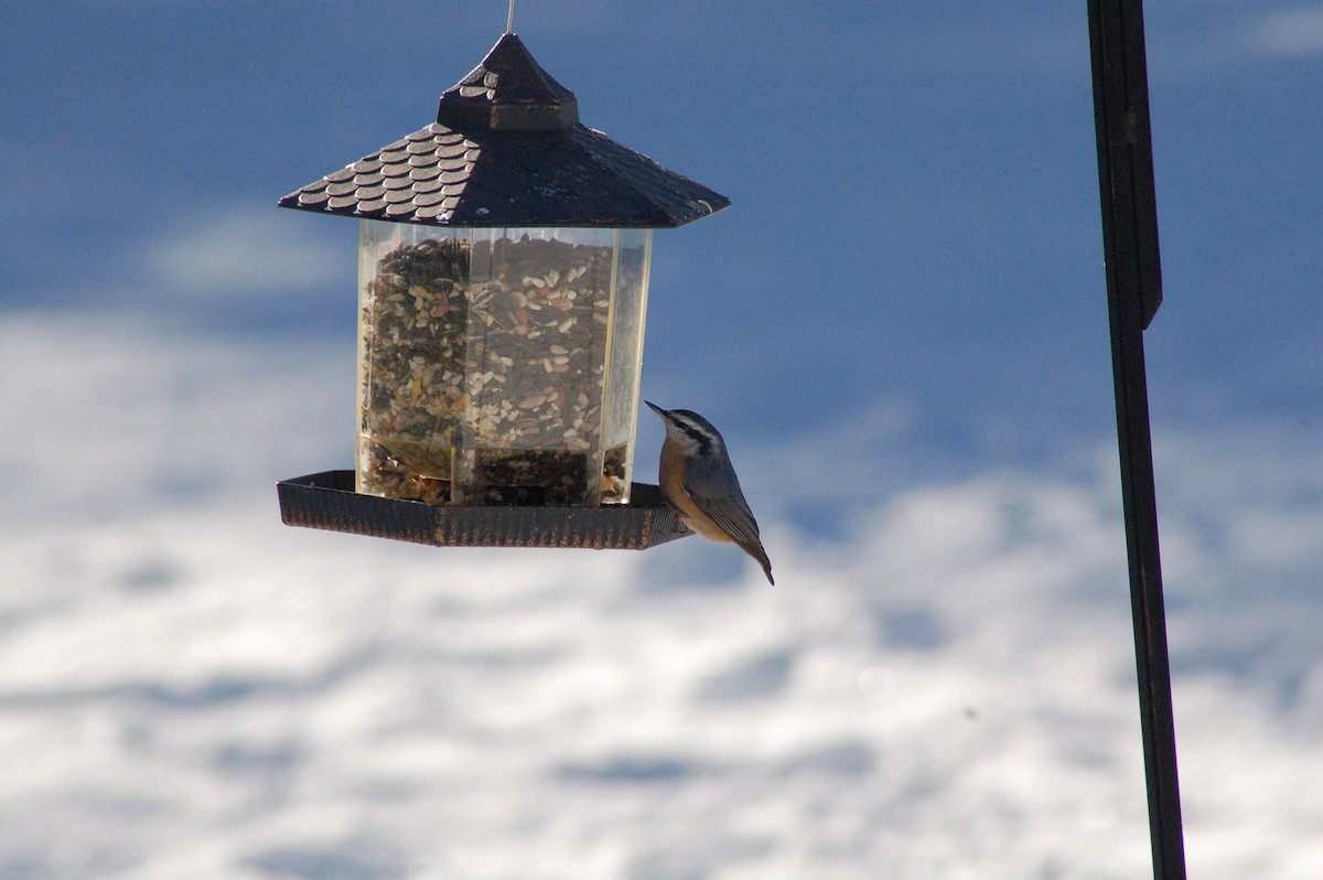 brhlík americký - ML646927121