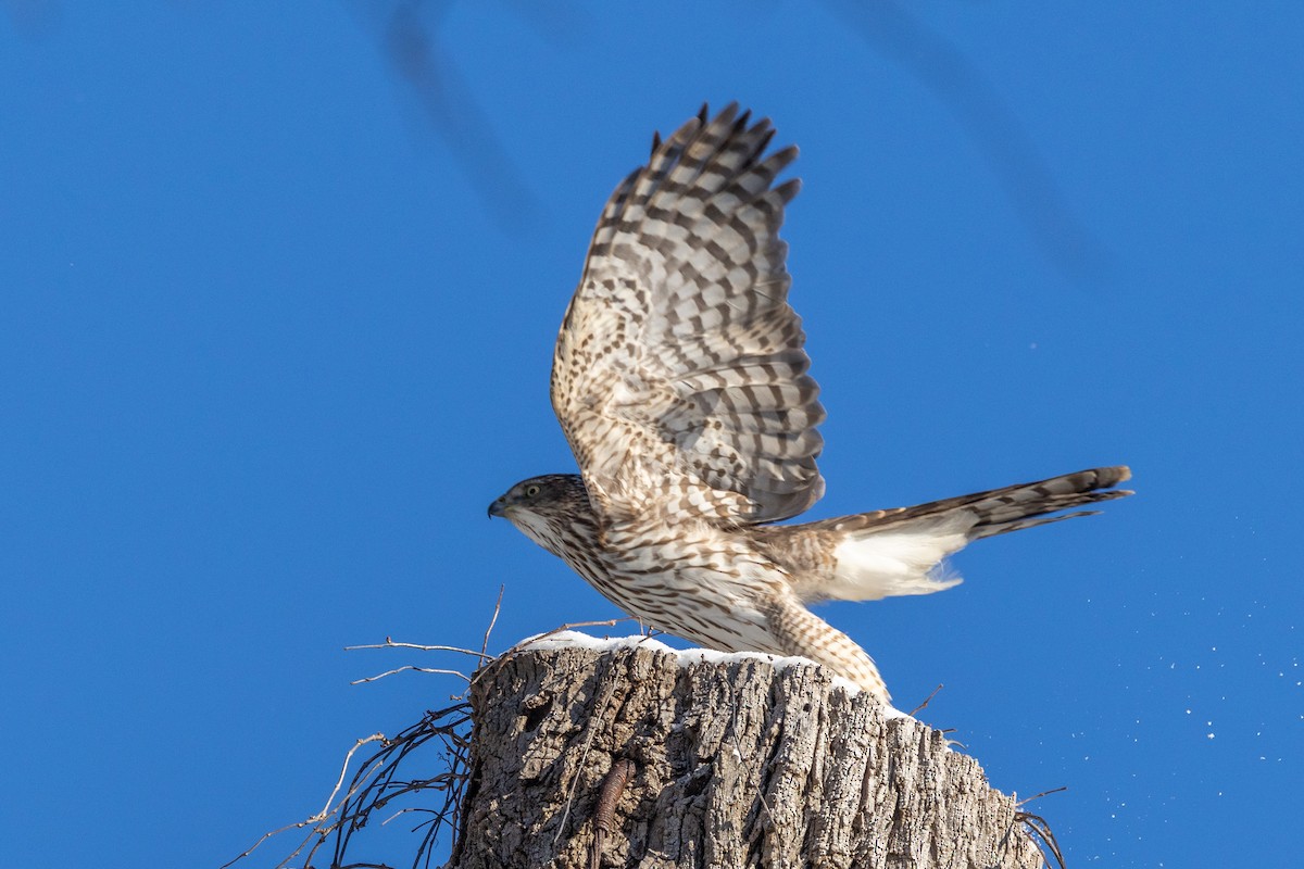 Épervier de Cooper - ML646927123