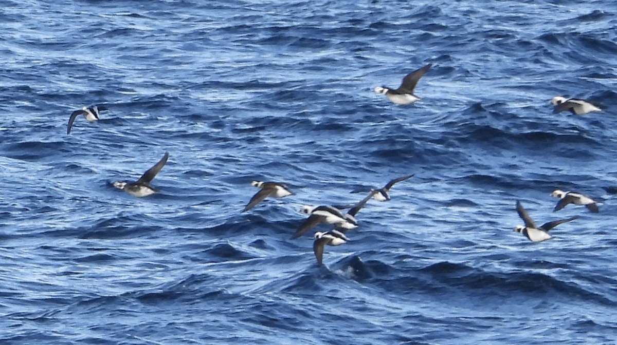 Eisente - ML646927125