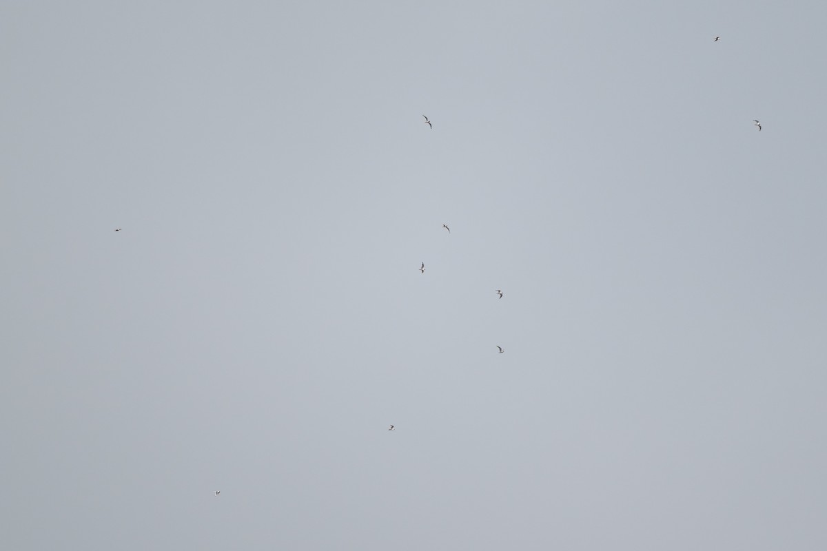 Präriemöwe - ML646927134