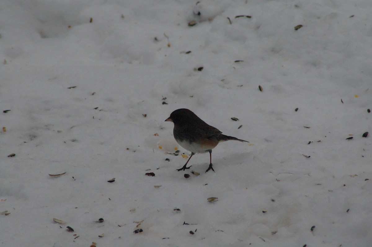 strnadec zimní - ML646927139