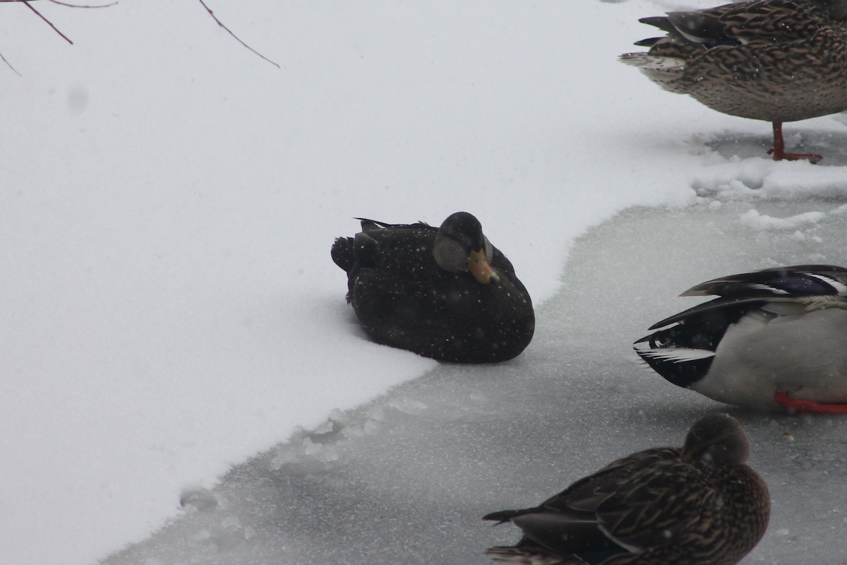 Ahate iluna - ML646927153