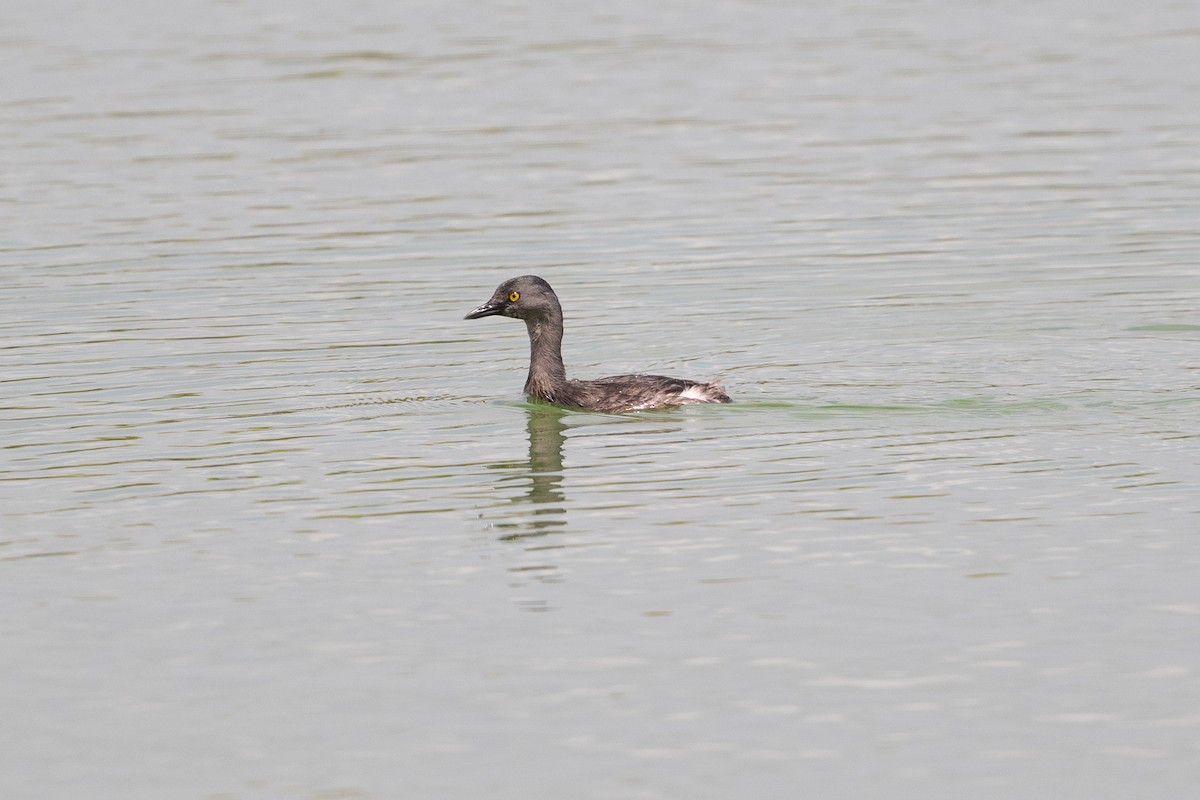 Schwarzkopf-Zwergtaucher - ML646927167