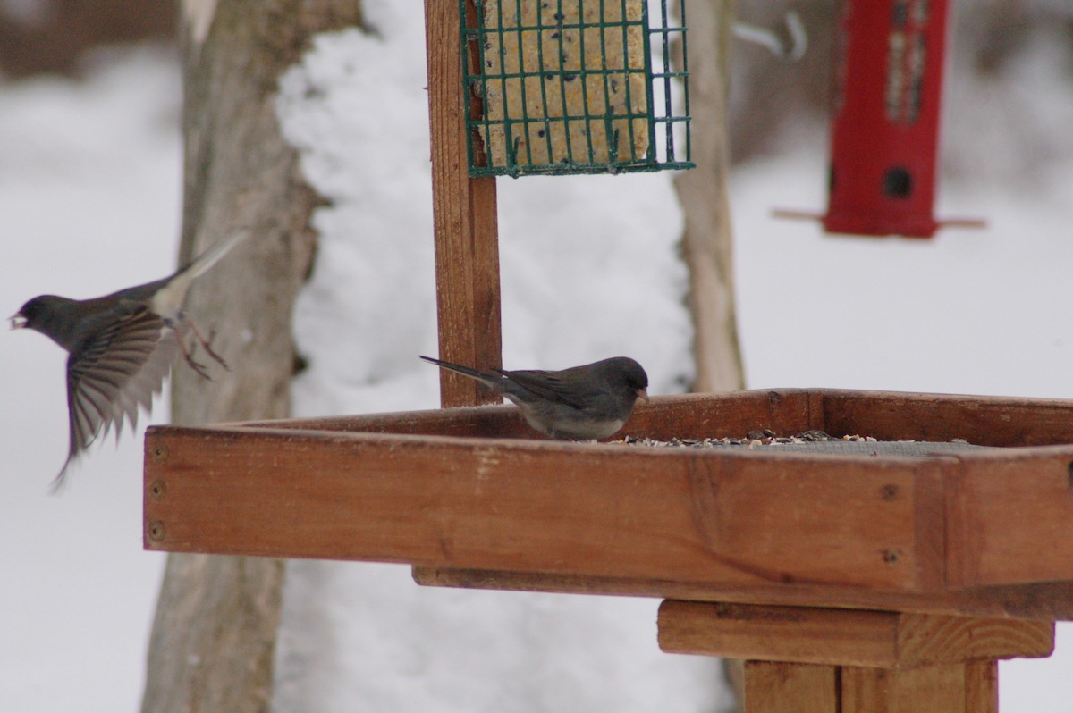 strnadec zimní - ML646927168