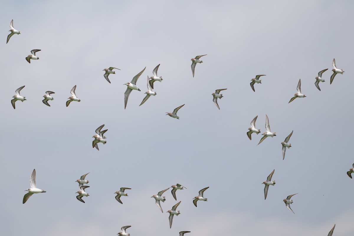 Wiesenstrandläufer - ML646927173